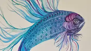 Calypso